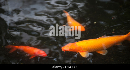 La carpe koï (Cyprinus carpio) dans un étang, Musée historique chinois, Confucius Shrine, Nagasaki, Japon Banque D'Images