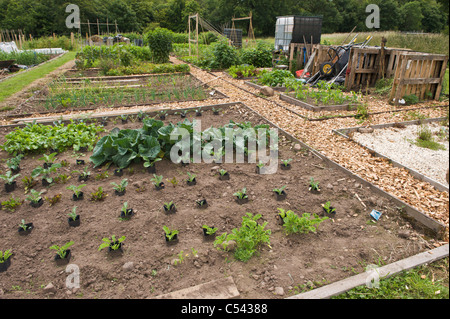 Variété de salade de légumes et les cultures qui poussent sur les allotissements de la communauté dans le village de Powys Personnalités South Wales UK Banque D'Images