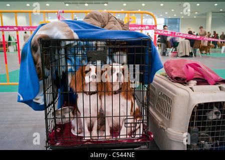 Chiens de race dans une cage de transport à l'International Dog Show, Poznan, Pologne Banque D'Images