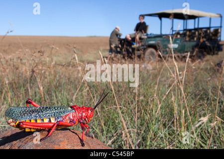 L'asclépiade commune sauterelle dans l'herbe haute sur safari, Phymateus morbillosus, Samara Private Game Reserve, Karoo, Afrique du Sud Banque D'Images