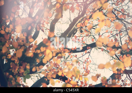 Arbre automne Banque D'Images