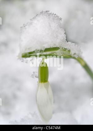 Perce-neige (Galanthus 'Magnet'} avec la neige. Wilsonville Banque D'Images