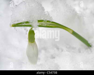 Perce-neige (Galanthus 'Magnet'} avec la neige. Wilsonville Banque D'Images