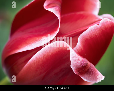 Close up of red tulip flower Banque D'Images