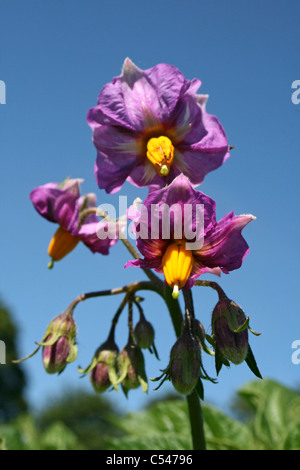 La pomme de terre du patrimoine 'Blue Bell' Solanum tuberosum Banque D'Images