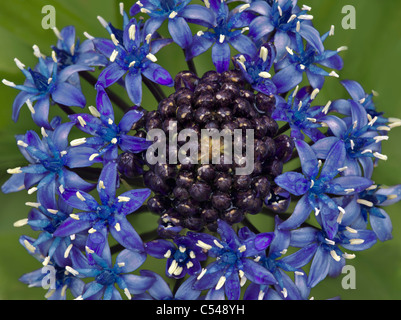 Scilla peruviana cubain (Lily) Le Connie Hansen Garden. Lincoln City, Oregon Banque D'Images