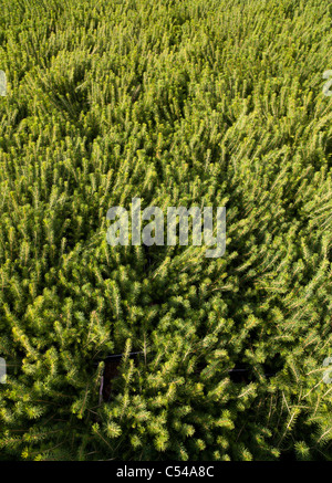 Inventaire des plants d'épinette ( picea abies ) de pépinière finlandaise dans des caisses de transport prêtes à être plantées , Finlande Banque D'Images