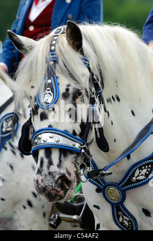 Portrait de tête de cheval bavarois allemand Banque D'Images