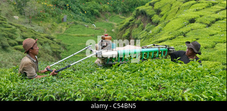 Les travailleurs dans une plantation de thé, Cameron Highlands, Malaisie, Asie du Sud, Asie Banque D'Images