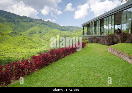 Pont d'observation de la plantation de thé Boh, Cameron Highlands, Malaisie, Asie du Sud, Asie Banque D'Images