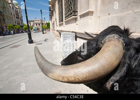 Un taureau taureau farcie à l'extérieur d'une boutique à Séville, Espagne. Banque D'Images