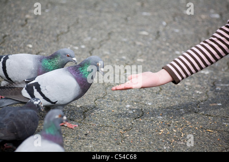 Pigeon alimentation gros plan Banque D'Images