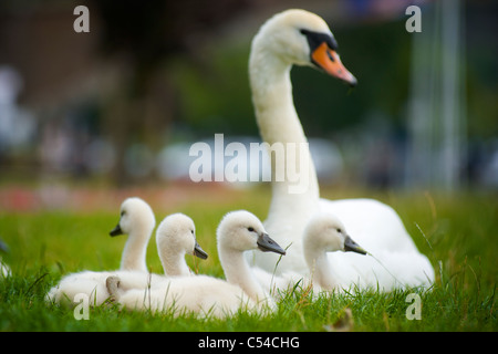 Mère swan avec quatre cygnets allongé dans l'herbe et de repos ensemble Banque D'Images