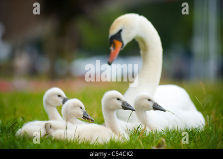 Une mère de protection avec quatre swan cygnets allongé dans l'herbe et de repos ensemble Banque D'Images