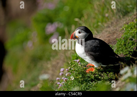 Macareux moine (Fratercula arctica' Établissement"Sumburgh Head des îles Shetland Juillet 7532 SCO Banque D'Images