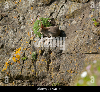 L'alimentation du lapin rock sur la végétation sur les falaises, la mer, l' établissement"Sumburgh Îles Shetland. 7533 SCO. Banque D'Images