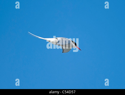 Sterne arctique vol au dessus de son site de nidification de l'été sur les îles Shetland. 7536 SCO Banque D'Images