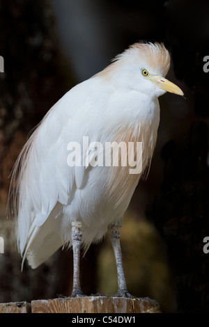 Héron garde-boeufs Bubulcus ibis blanc est assis sur un poteau avec son cou remplié Banque D'Images