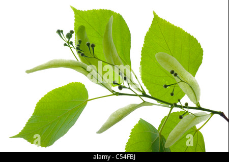 Tilleul Vert leaf isolated over white Banque D'Images