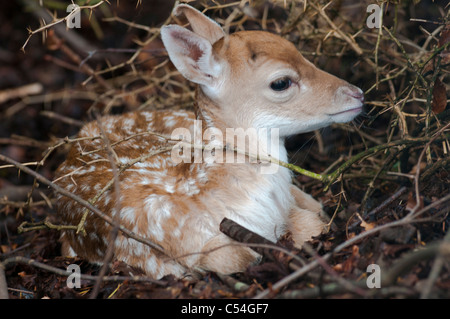 Un jeune daim rss de sa mère à la Deen Castle Country Park à Kilmarnock, Ayrshire, Ecosse. Banque D'Images