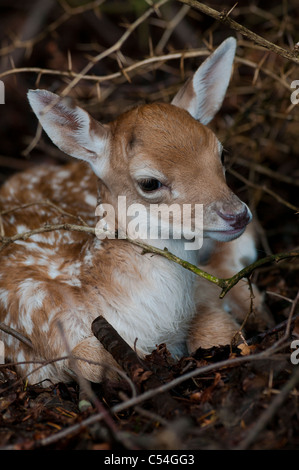 Un jeune daim rss de sa mère à la Deen Castle Country Park à Kilmarnock, Ayrshire, Ecosse. Banque D'Images