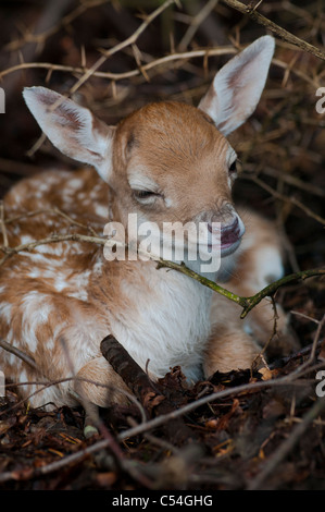 Un jeune daim rss de sa mère à la Deen Castle Country Park à Kilmarnock, Ayrshire, Ecosse. Banque D'Images