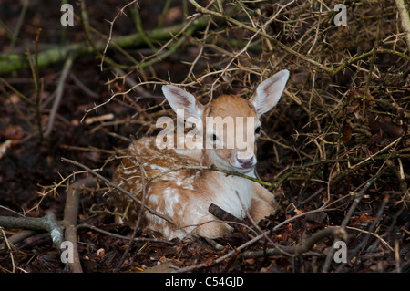 Un jeune daim rss de sa mère à la Deen Castle Country Park à Kilmarnock, Ayrshire, Ecosse. Banque D'Images