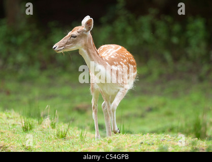 Un jeune daim rss de sa mère à la Deen Castle Country Park à Kilmarnock, Ayrshire, Ecosse. Banque D'Images