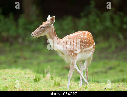 Un jeune daim rss de sa mère à la Deen Castle Country Park à Kilmarnock, Ayrshire, Ecosse. Banque D'Images