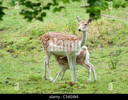 Un jeune daim rss de sa mère à la Deen Castle Country Park à Kilmarnock, Ayrshire, Ecosse. Banque D'Images