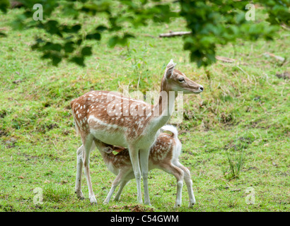 Un jeune daim rss de sa mère à la Deen Castle Country Park à Kilmarnock, Ayrshire, Ecosse. Banque D'Images