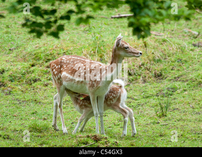 Un jeune daim rss de sa mère à la Deen Castle Country Park à Kilmarnock, Ayrshire, Ecosse. Banque D'Images