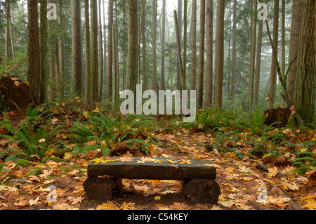 Banc de repos le long de sentier dans le bassin hydrographique de Redmond, zone métropolitaine de Seattle, Washington, USA Banque D'Images
