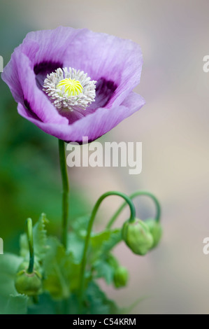 Papaver somniferum pavot - Banque D'Images