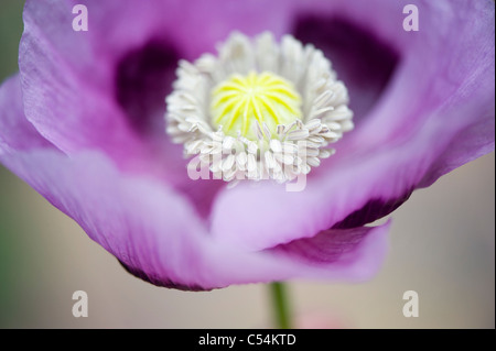 Papaver somniferum pavot - Banque D'Images