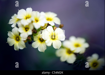 Sisyrinchium striatum 'tante peut' - jaune pale-eyed grass 'tante' Mai Banque D'Images