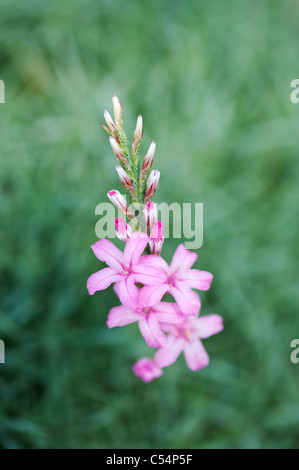 Acantholimon Hohenackeri . Le figuier de Dianthus fleurs Banque D'Images