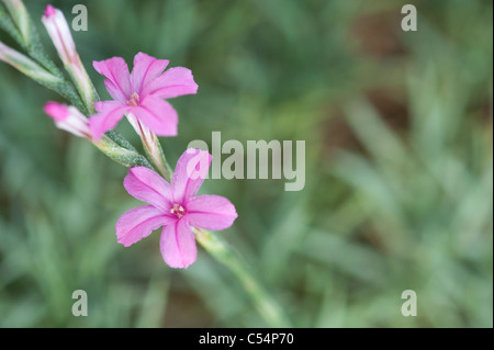 Acantholimon Hohenackeri . Le figuier de Dianthus fleurs Banque D'Images