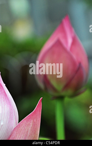 Fleurs de Lotus Banque D'Images