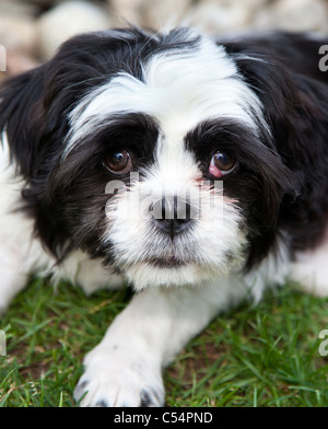 Cherry eye sur un chien Lhassa Apso Banque D'Images