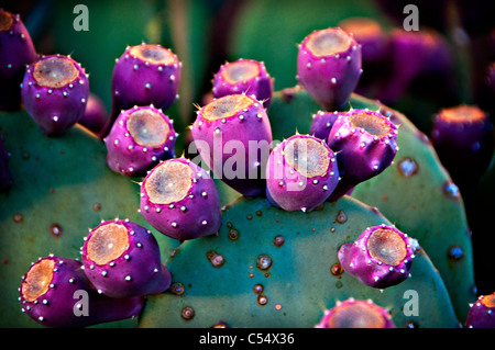 USA, le nord du Nouveau Mexique, Close up of Cactus, Cactus est habituellement trouvé dans des Etats comme l'Arizona et Banque D'Images