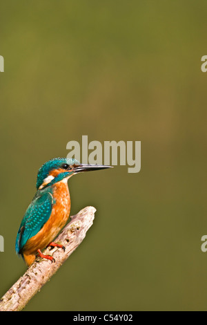 Les Pays-Bas, Lelystad, Parc national appelé Oostvaarders Plassen. Kingfisher commun perché sur branche. ( Alcedo atthis ) Banque D'Images