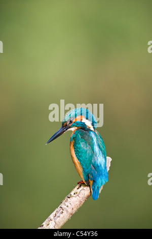 Les Pays-Bas, Lelystad, Parc national appelé Oostvaarders Plassen. Kingfisher commun perché sur branche. ( Alcedo atthis ) Banque D'Images