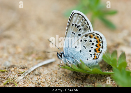 L'argent bleu étoilé (Plebeius argus) mâle Banque D'Images