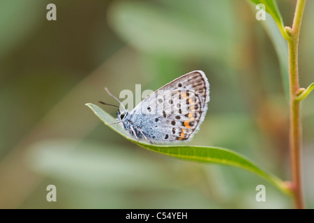 L'argent bleu étoilé (Plebeius argus) mâle Banque D'Images