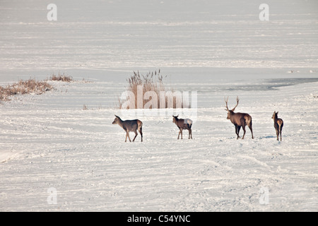 Les Pays-Bas, Lelystad. Parc national de Oostvaardersplassen. Red Deer in snow Banque D'Images