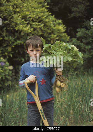 Boy in garden ou d'attribution en soulevant une culture de 'première' avant tout les pommes de terre de primeur Banque D'Images