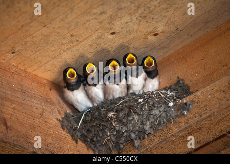 Les Pays-Bas, Lemmer, les jeunes hirondelles sur son nid. Hirundo rustica. Banque D'Images