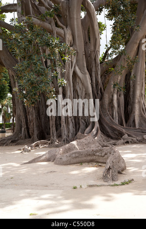 Banyan Tree, Ficus benghalensis, In Giardino Garibaldi, Palerme, Sicile, Italie Banque D'Images