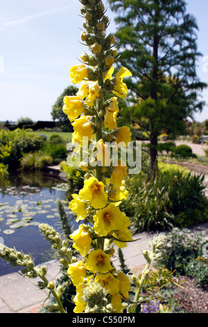 VERBASCUM. CELSIA. MULLEIN Banque D'Images